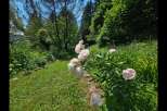 Discover the tranquility of this stunning property, featuring a lush garden with vibrant pink flowers.