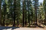 Nestled amidst towering trees, this property offers a serene escape.