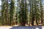 Nestled amongst towering trees, this property offers a serene escape.
