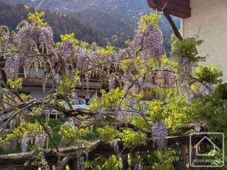 This stunning property boasts a beautiful wisteria-covered facade, creating a charming and inviting atmosphere.