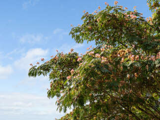 This stunning property boasts a lush, mature tree, perfect for adding shade and beauty to your outdoor space.
