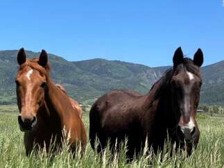 Experience the tranquility of this stunning property, perfect for equestrian enthusiasts.