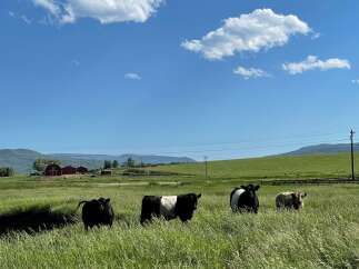Discover the tranquility of rural living with this picturesque property.