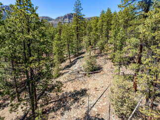 Explore the beauty of nature with this stunning property, surrounded by lush greenery and towering trees.
