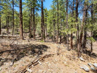 Explore the tranquility of this stunning forest property.