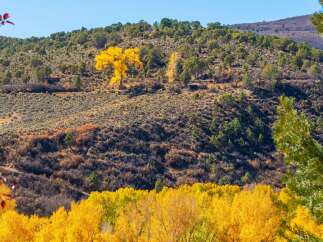 Discover the beauty of nature with this stunning landscape featuring vibrant fall foliage.