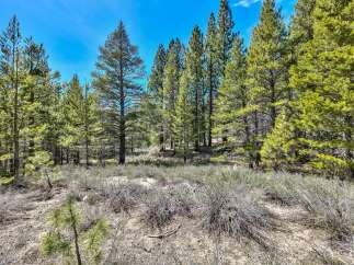 Explore the beauty of nature with this stunning property, surrounded by lush evergreen trees and a vibrant blue sky.
