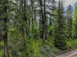 Discover a serene forest setting with a mix of mature evergreen and aspen trees, creating a picturesque natural landscape.