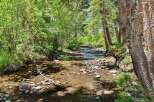 Escape to this serene natural paradise, featuring a crystal-clear stream meandering through lush greenery and mature trees.