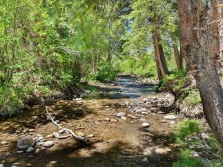 Escape to this serene natural paradise, featuring a crystal-clear stream meandering through lush greenery and mature trees.