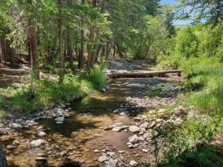 Escape to this serene natural oasis featuring a picturesque creek flowing through a lush forest.