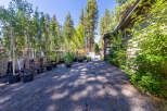 Discover a charming property with a gravel driveway leading to a quaint home, surrounded by a lush nursery of trees and plants.