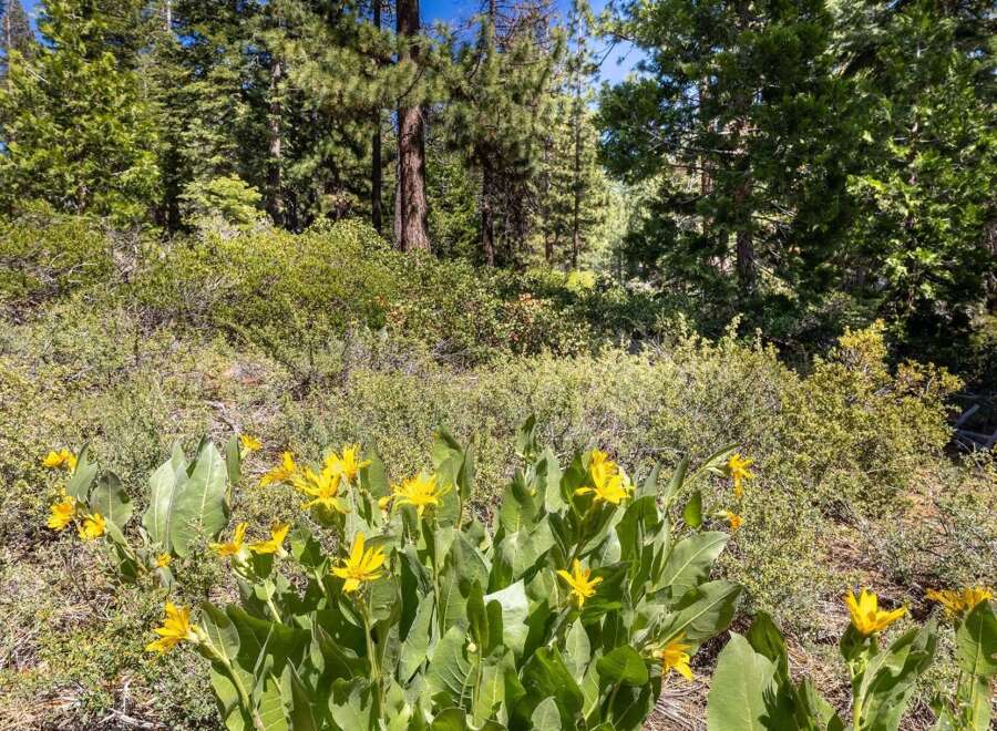 Discover the natural beauty surrounding this property, featuring vibrant yellow wildflowers blooming amidst lush greenery.