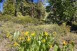 Discover the natural beauty surrounding this property, featuring vibrant yellow wildflowers blooming amidst lush greenery.