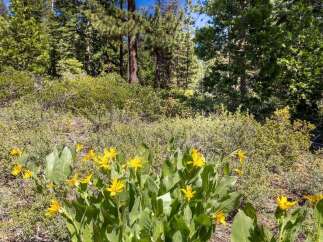 Discover the natural beauty surrounding this property, featuring vibrant yellow wildflowers blooming amidst lush greenery.