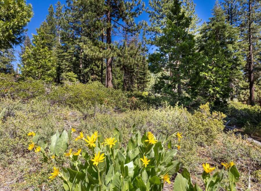 Discover the natural beauty surrounding this property, featuring vibrant yellow wildflowers in the foreground and a dense forest of pine trees in the background.