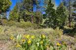 Discover the natural beauty surrounding this property, featuring vibrant yellow wildflowers in the foreground and a dense forest of pine trees in the background.