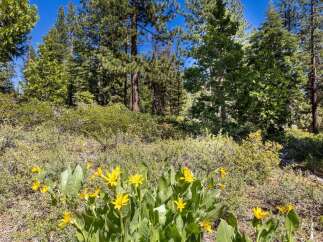 Discover the natural beauty surrounding this property, featuring vibrant yellow wildflowers in the foreground and a dense forest of pine trees in the background.