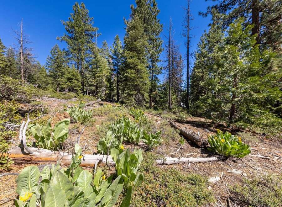 Discover the natural beauty surrounding this property, featuring a lush forest floor with vibrant wildflowers and mature pine trees.