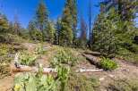 Discover the natural beauty surrounding this property, featuring a lush forest floor with vibrant wildflowers and mature pine trees.