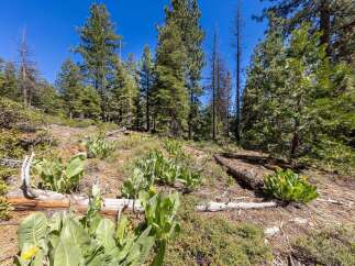 Discover the natural beauty surrounding this property, featuring a lush forest floor with vibrant wildflowers and mature pine trees.
