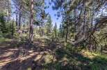 Nestled within a serene pine forest, this property offers a tranquil escape surrounded by mature trees and natural beauty.