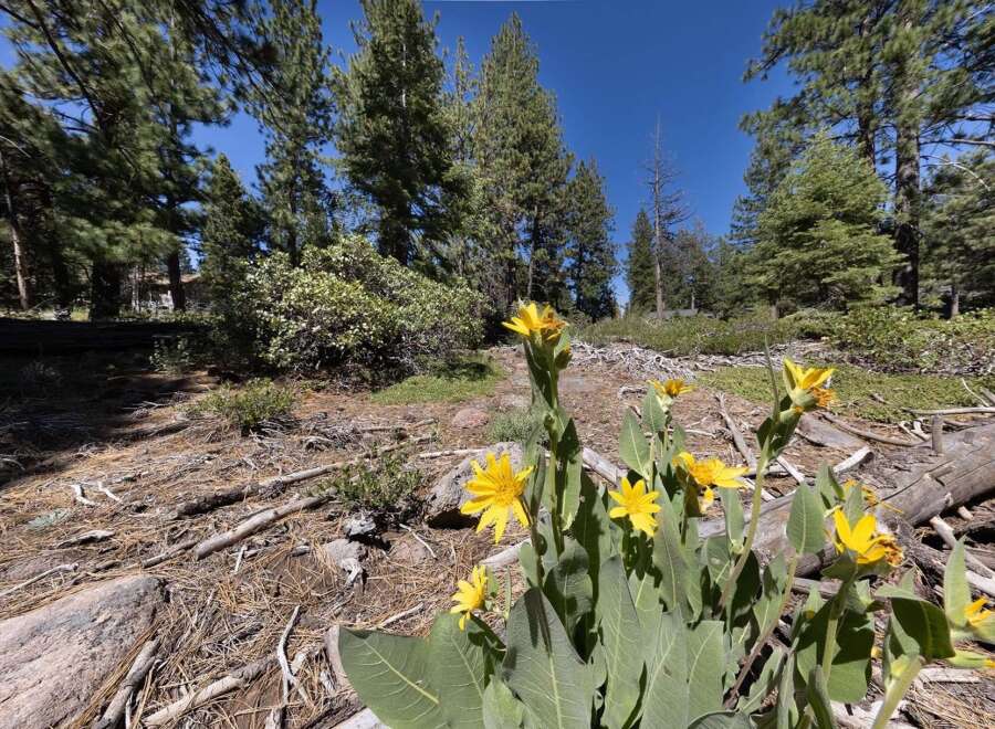 Discover the natural beauty surrounding this property, featuring vibrant yellow wildflowers blooming amidst tall pine trees and a clear blue sky.