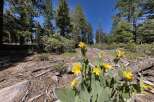 Discover the natural beauty surrounding this property, featuring vibrant yellow wildflowers blooming amidst tall pine trees and a clear blue sky.
