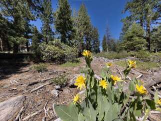 Discover the natural beauty surrounding this property, featuring vibrant yellow wildflowers blooming amidst tall pine trees and a clear blue sky.