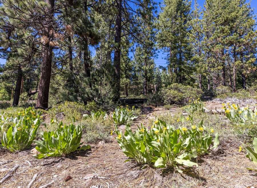 Discover the natural beauty surrounding this property, featuring lush green foliage and vibrant yellow wildflowers.