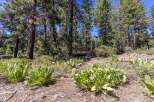 Discover the natural beauty surrounding this property, featuring lush green foliage and vibrant yellow wildflowers.