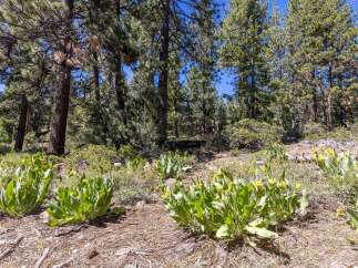 Discover the natural beauty surrounding this property, featuring lush green foliage and vibrant yellow wildflowers.