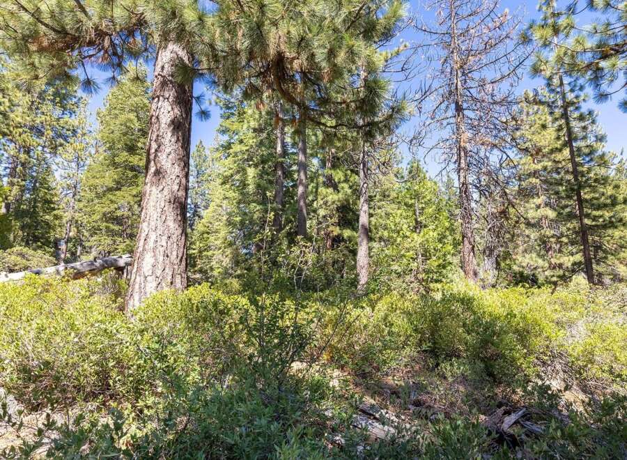 Discover the serene beauty of this wooded property, featuring mature pine trees and lush green undergrowth.