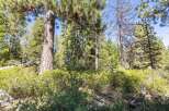 Discover the serene beauty of this wooded property, featuring mature pine trees and lush green undergrowth.