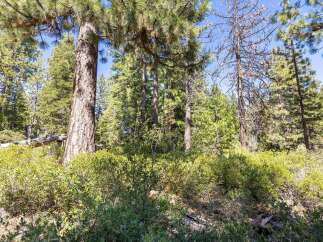 Discover the serene beauty of this wooded property, featuring mature pine trees and lush green undergrowth.