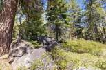 Discover the natural beauty surrounding this property, featuring a serene forest landscape with mature pine trees and large granite boulders.