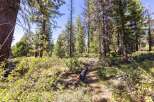 Discover a serene forest setting with mature pine trees and lush undergrowth, perfect for those seeking a peaceful retreat.