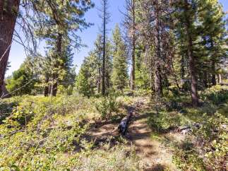 Discover a serene forest setting with mature pine trees and lush undergrowth, perfect for those seeking a peaceful retreat.