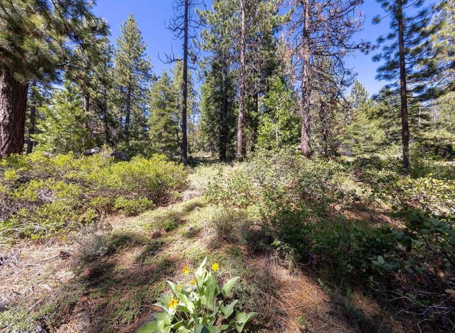 Discover a serene forest setting with this picturesque property, featuring a lush undergrowth of green bushes and scattered wildflowers.