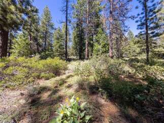 Discover a serene forest setting with this picturesque property, featuring a lush undergrowth of green bushes and scattered wildflowers.