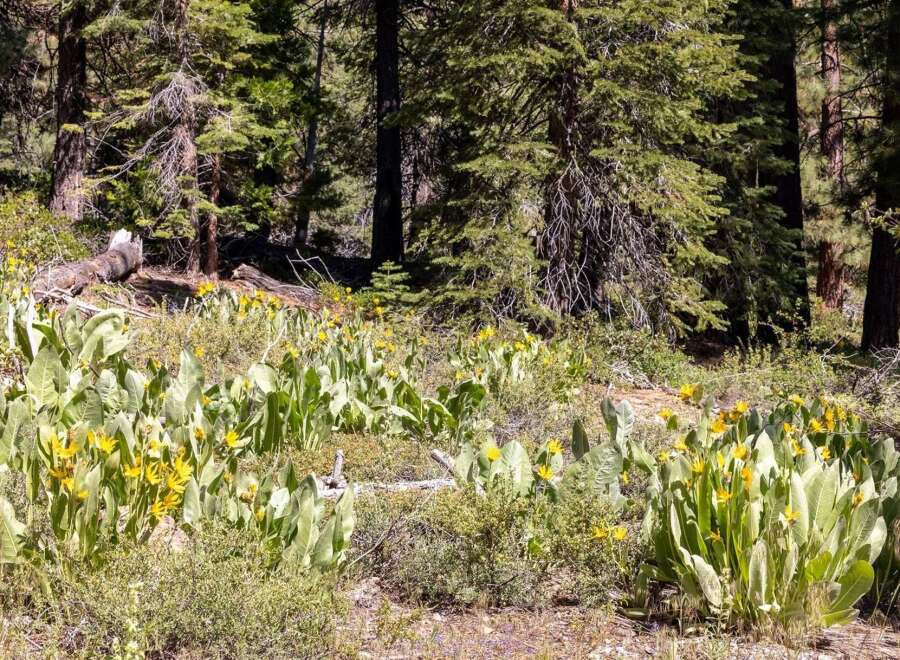 Discover the natural beauty surrounding this property, featuring a vibrant meadow of yellow wildflowers nestled amongst tall pine trees.