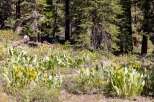 Discover the natural beauty surrounding this property, featuring a vibrant meadow of yellow wildflowers nestled amongst tall pine trees.