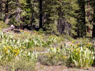 Discover the natural beauty surrounding this property, featuring a vibrant meadow of yellow wildflowers nestled amongst tall pine trees.