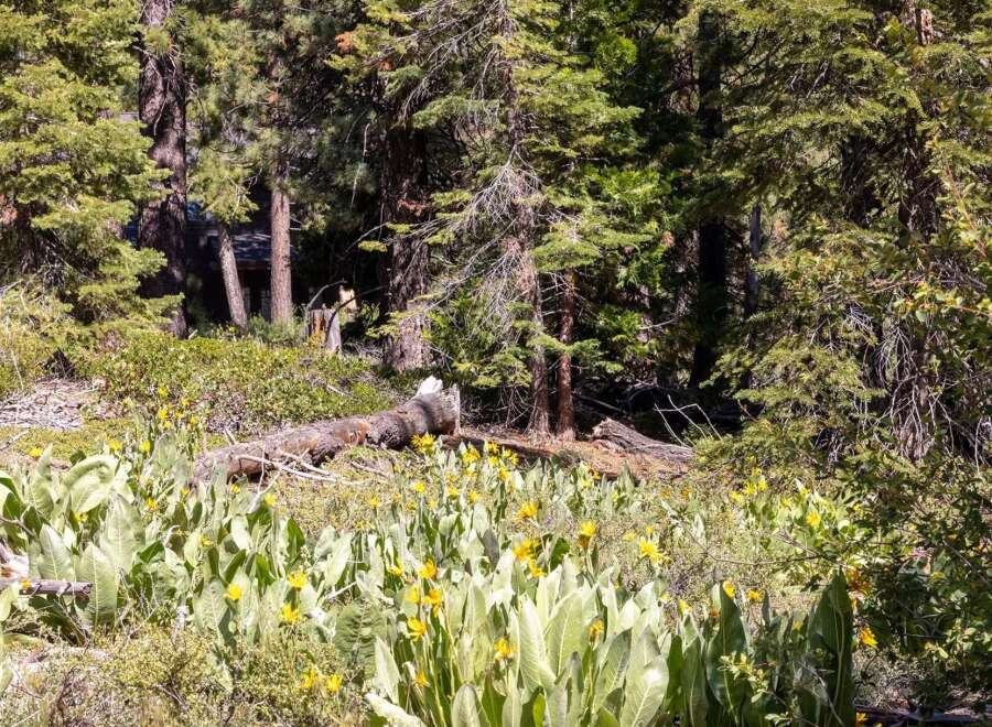 Nestled amidst a vibrant meadow of wildflowers and towering pine trees, this property offers a serene and picturesque setting.