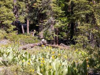 Nestled amidst a vibrant meadow of wildflowers and towering pine trees, this property offers a serene and picturesque setting.