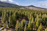 Nestled amidst a dense forest of mature pine trees, this property offers a serene and private retreat.