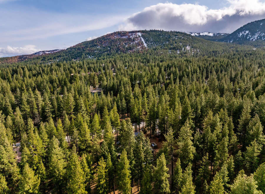 Discover your dream mountain retreat nestled within a dense evergreen forest.