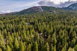 Discover your dream mountain retreat nestled within a dense evergreen forest.