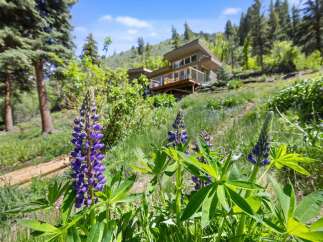 Nestled amidst lush greenery and vibrant lupines, this stunning home offers a serene mountain retreat.