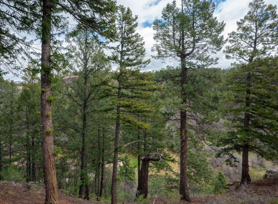 Discover the serene beauty of this wooded property, perfect for those seeking a private retreat.